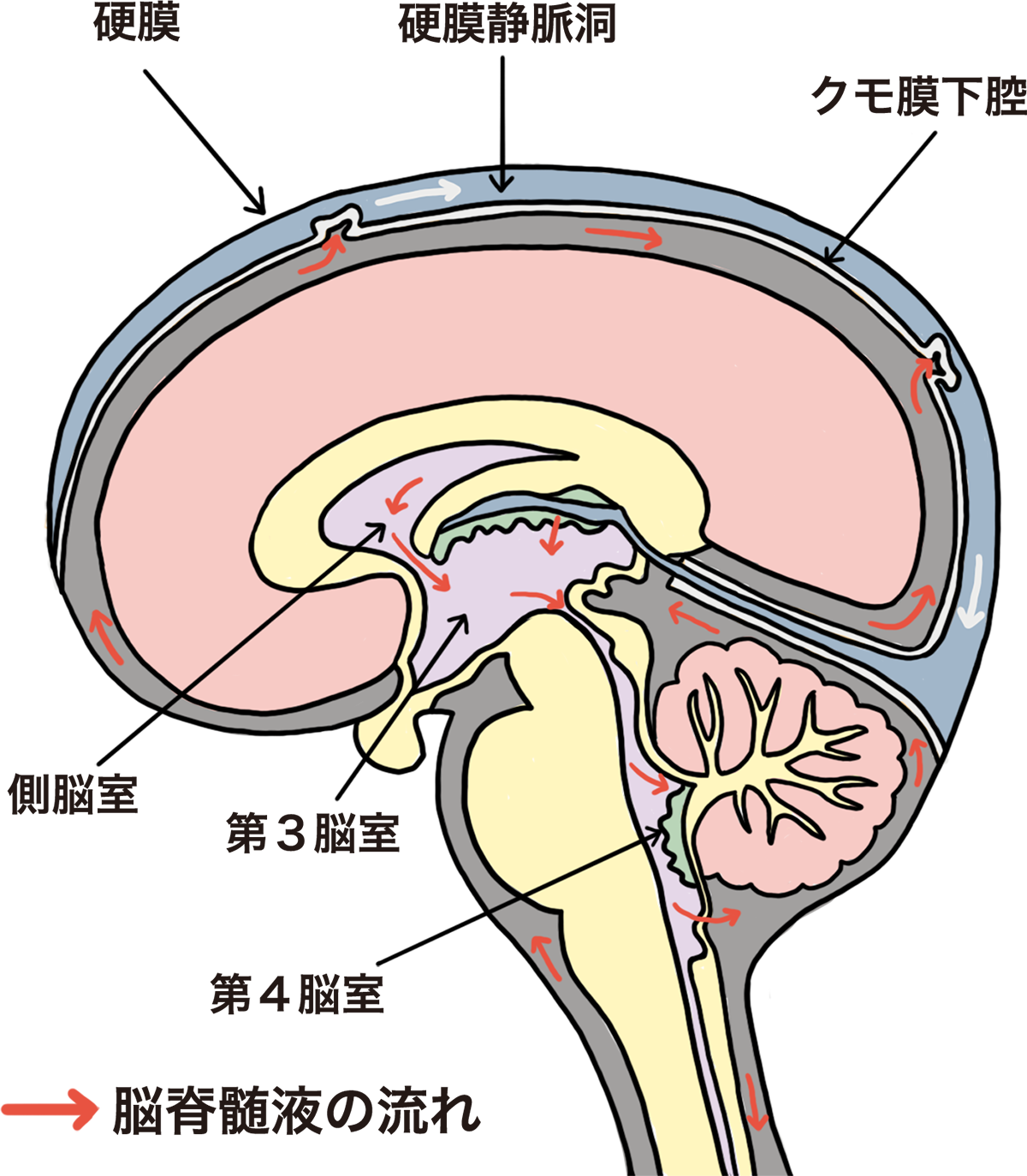 脳脊髄液の流れ